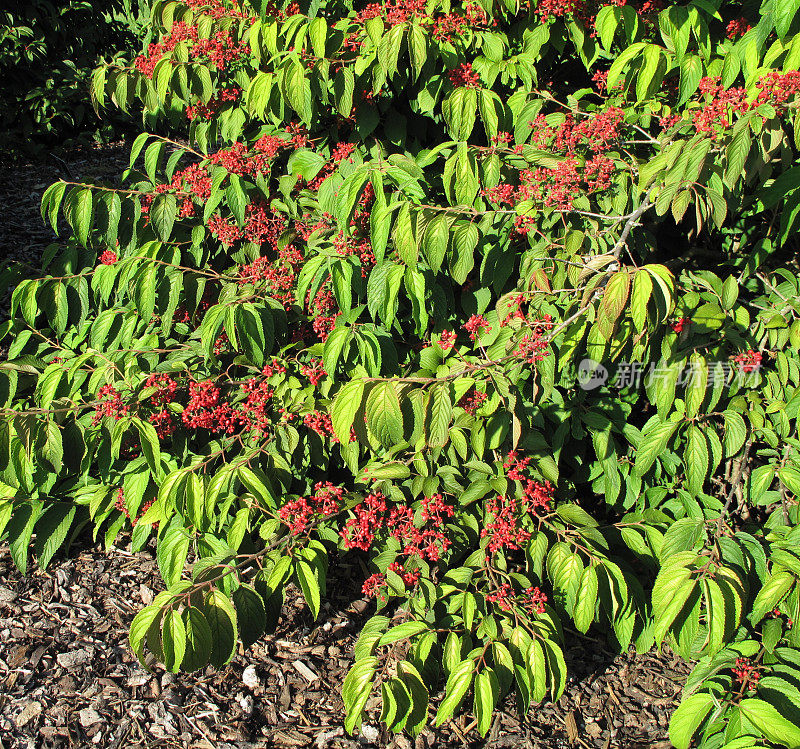 日本雪球‘Viburnum plicatum f.a tomentosum’